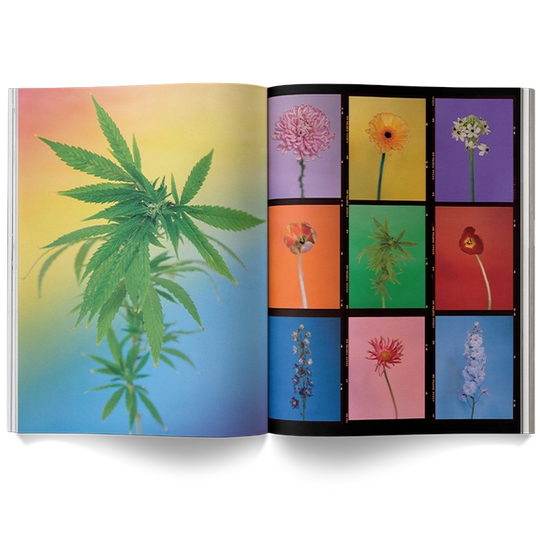 A Weed is a Flower: Artful Cannabis Photography